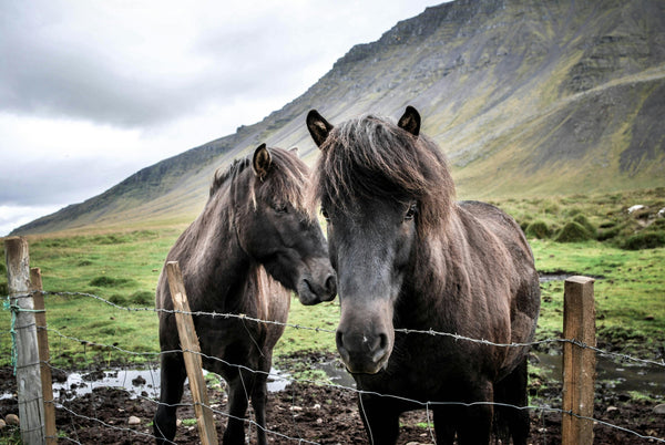How to Prevent Mud Fever in Horses This Autumn