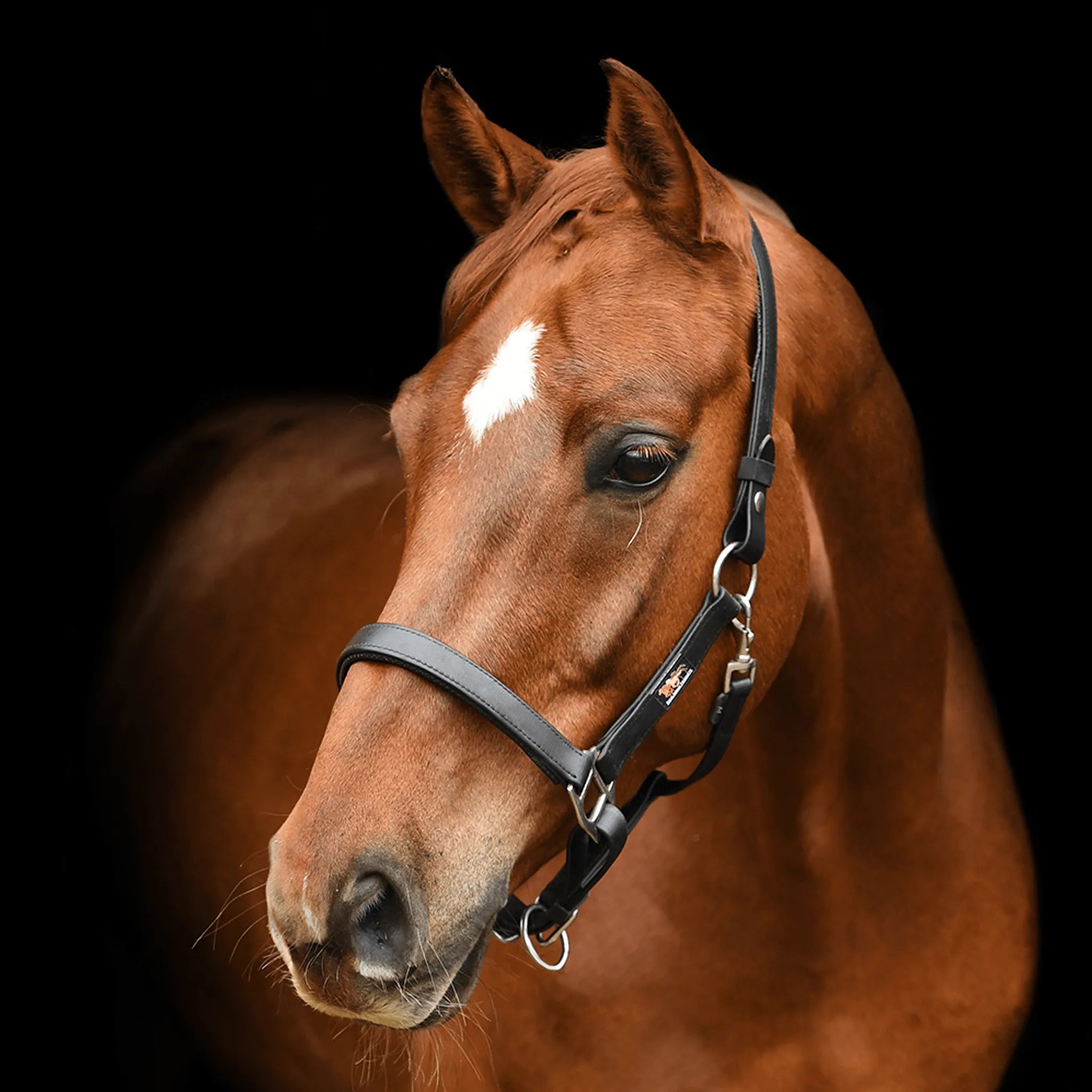 Headcollars, Halters & Lead Ropes