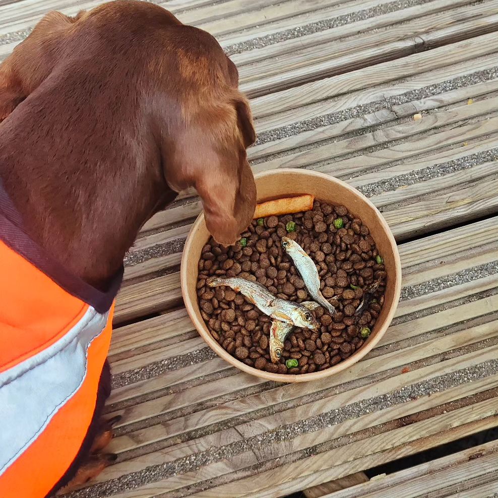 Sir Woofchesters Fish & Chips Bowl