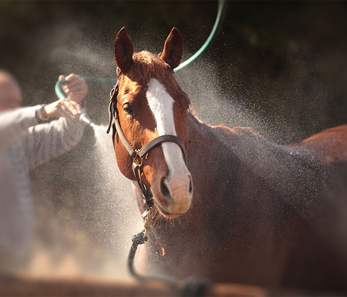 Chaos Crew Top Picks: Beating The Hot Weather