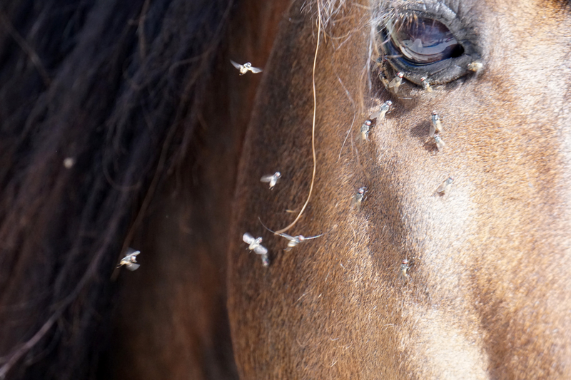 5 Fly Management Tips That Actually Work