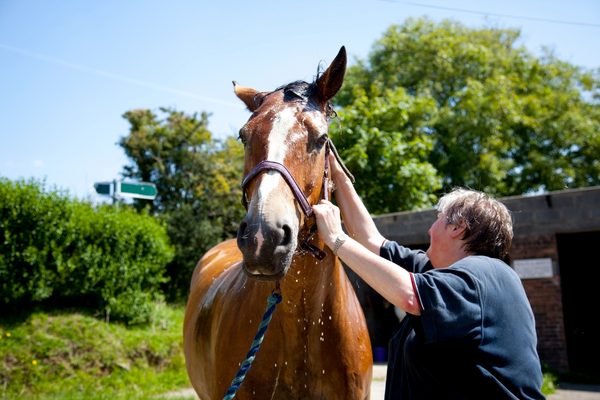 Summer Grooming Tips for a Shiny, Healthy Horse