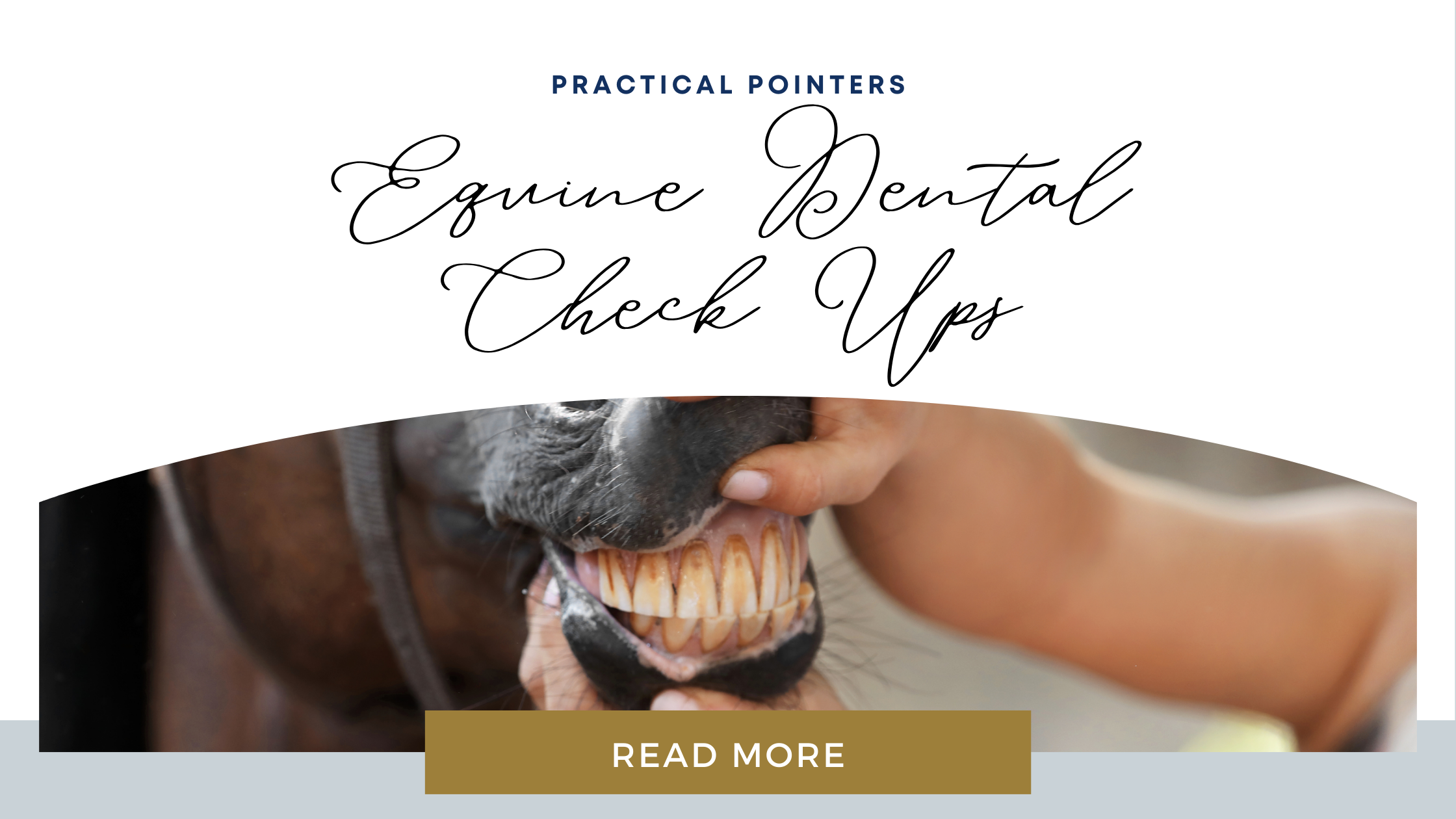 The Importance of Regular Dental Check-ups for Your Horse