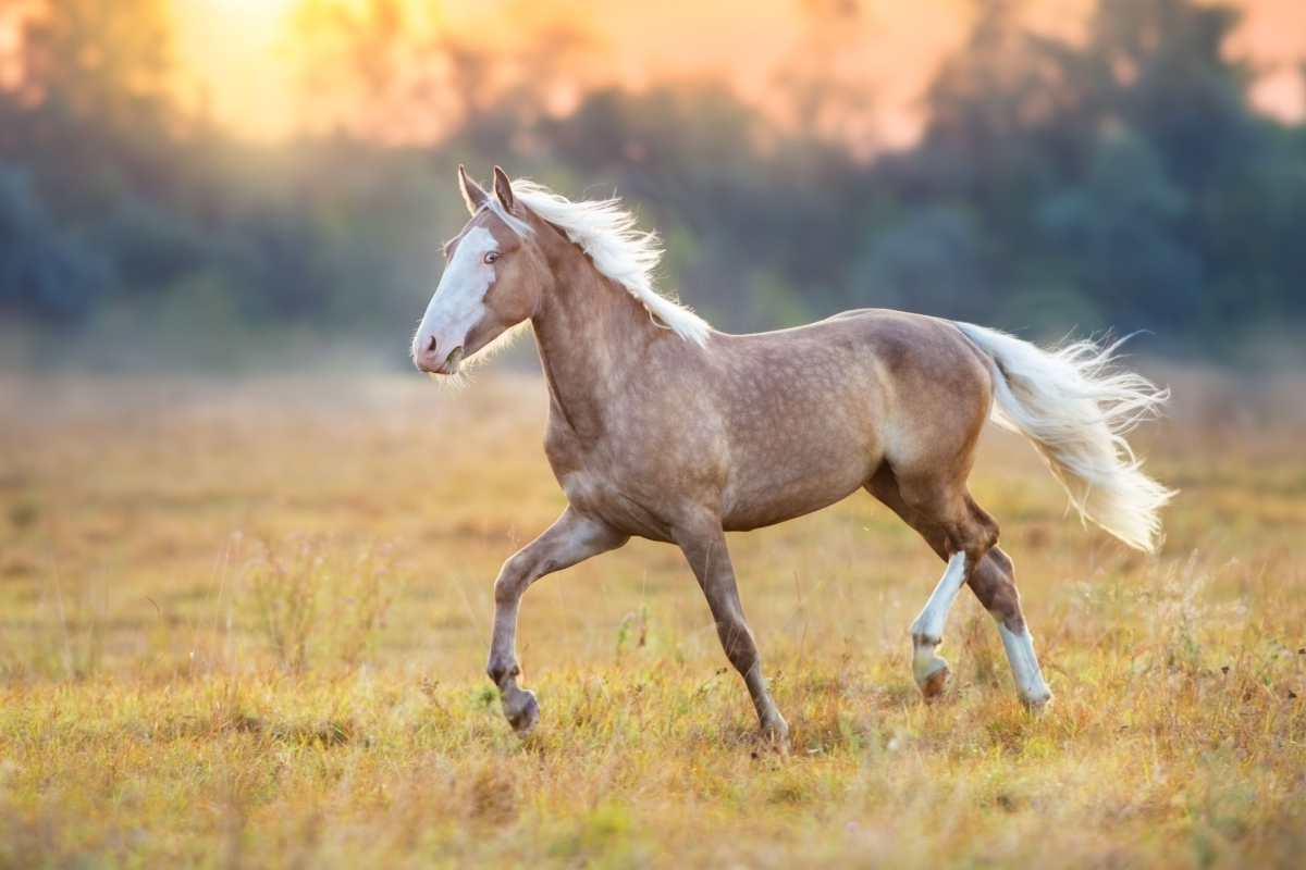 5 Hacks Every Equestrian Needs to Stay Summer Sane (Without Burning Out)