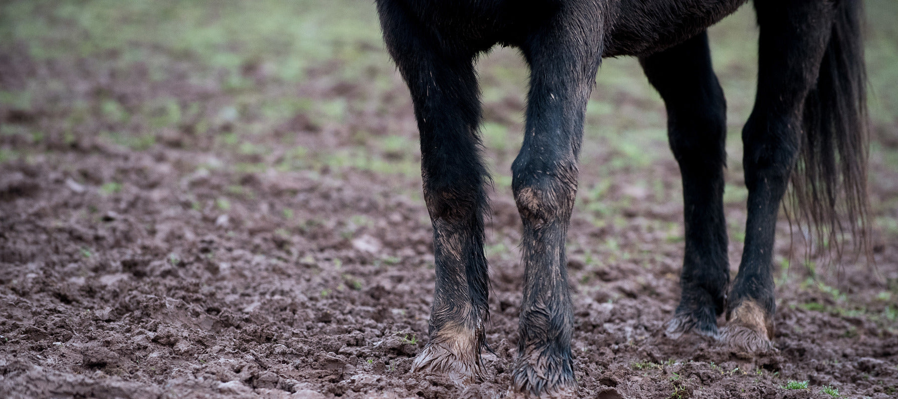 Mud & Skin Management