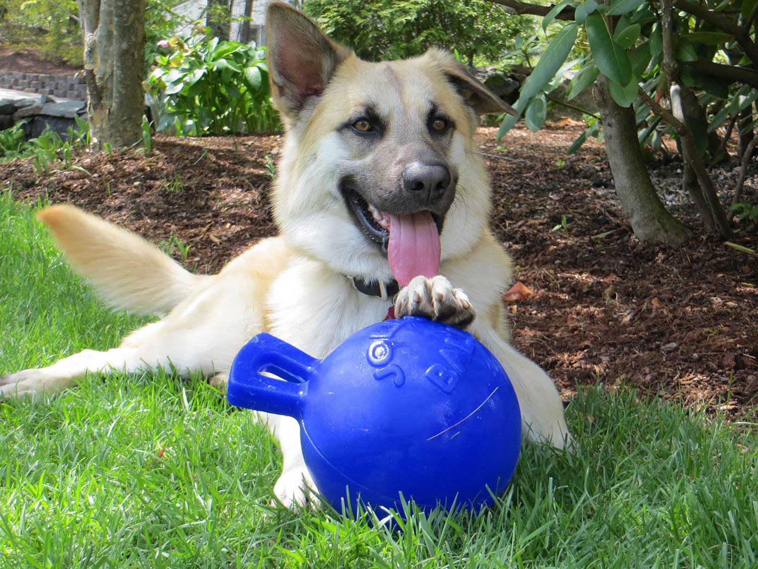 Jolly Pets Tug-N-Toss