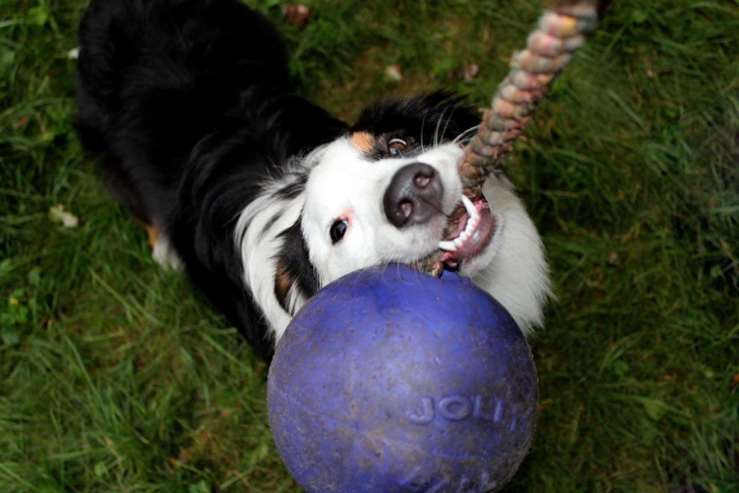jolly-pets-romp-n-roll