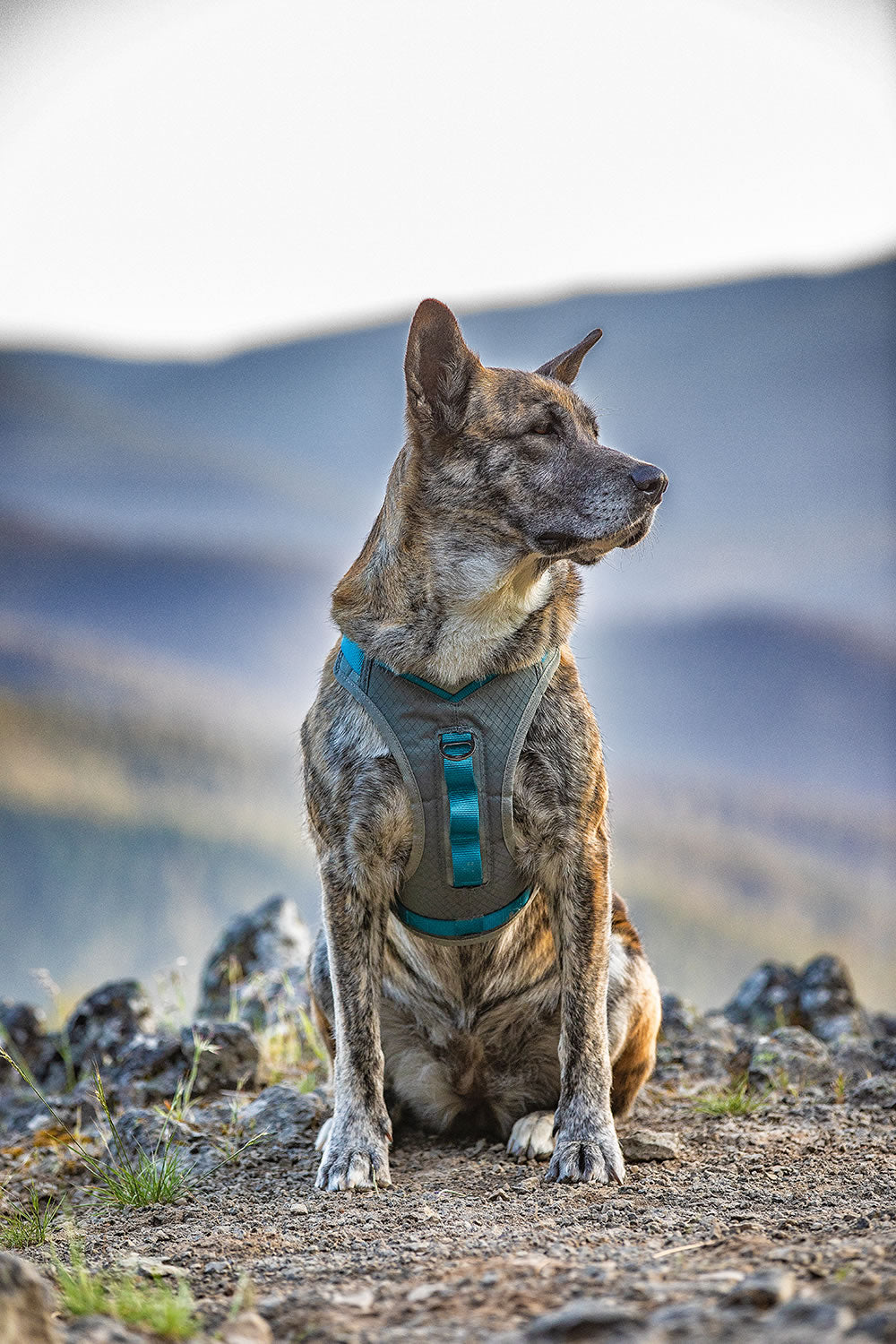 kurgo-journey-air-harness