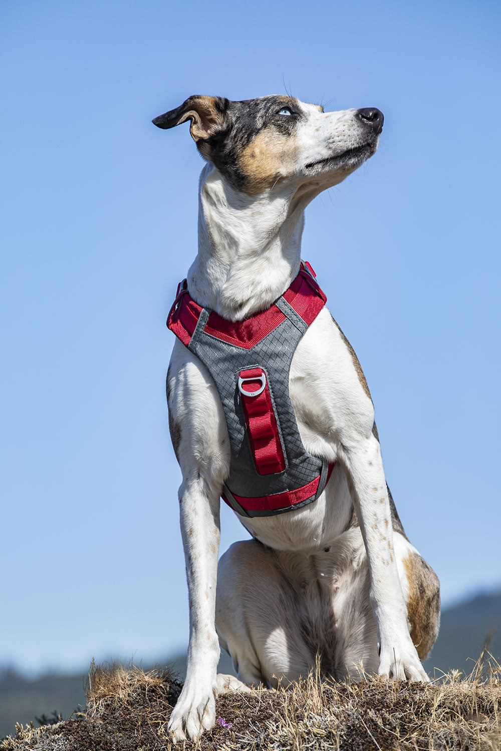 kurgo-journey-air-harness
