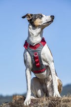 kurgo-journey-air-harness