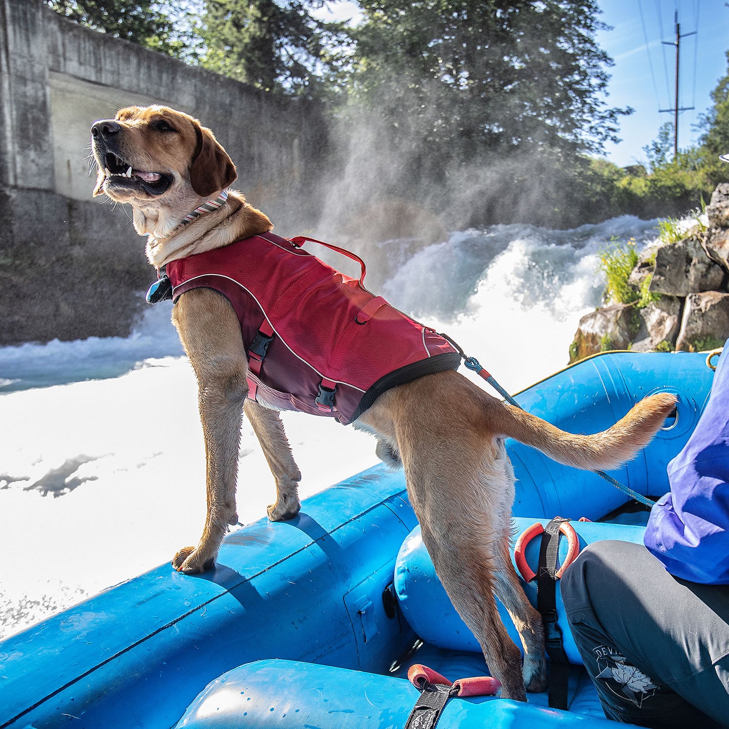 kurgo-life-jacket-surf-n-turf