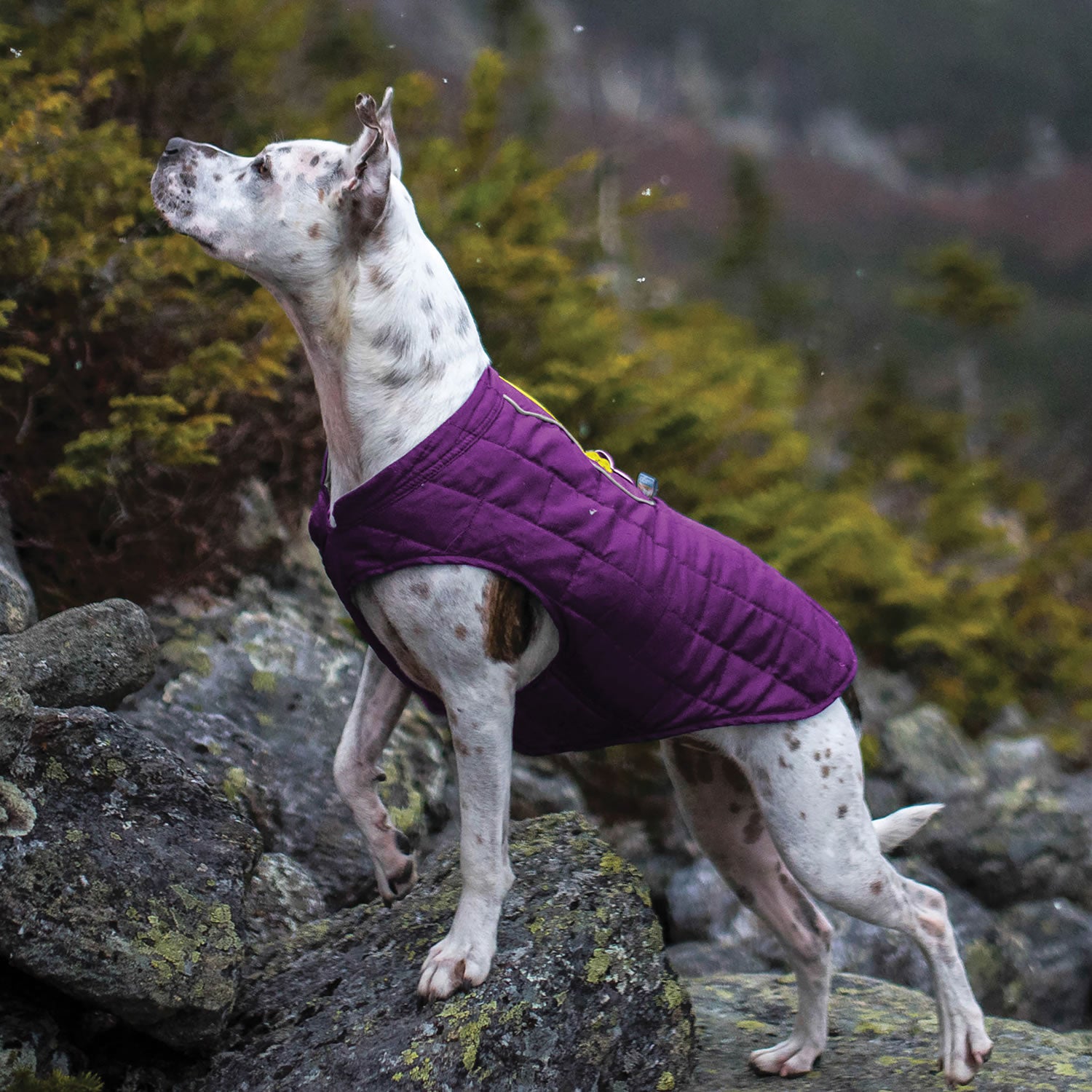 kurgo-loft-jacket