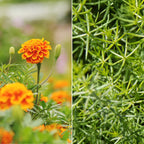 HSD Marigold And Cleavers Mix