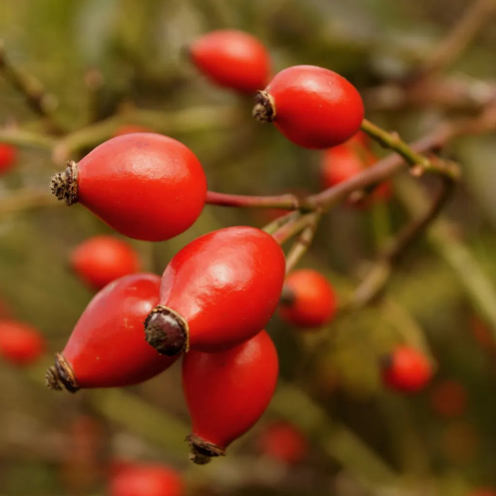 HSD RoseHip Whole Berry
