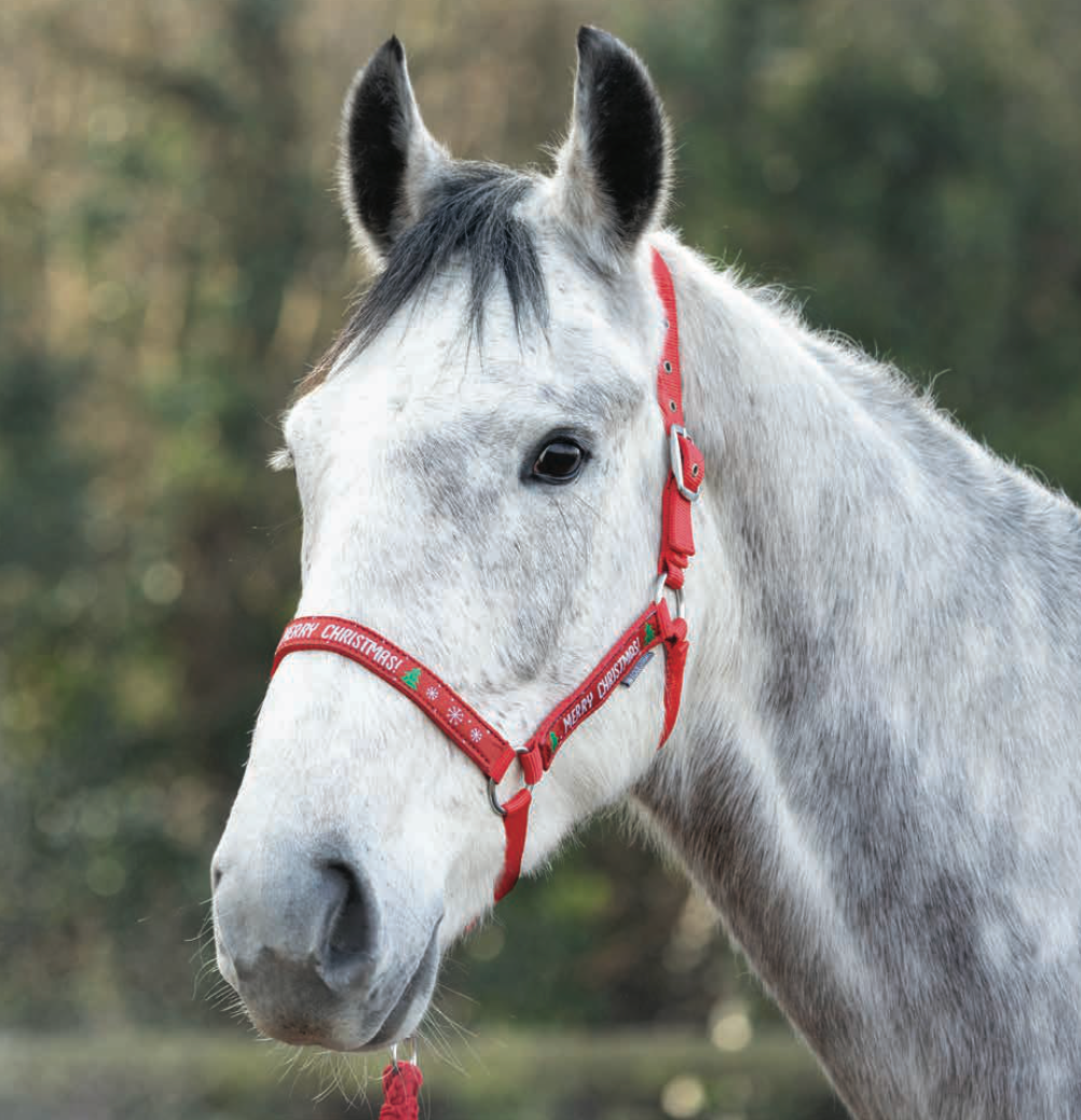 Hy Equestrian Merry Christmas Head Collar & Lead Rope