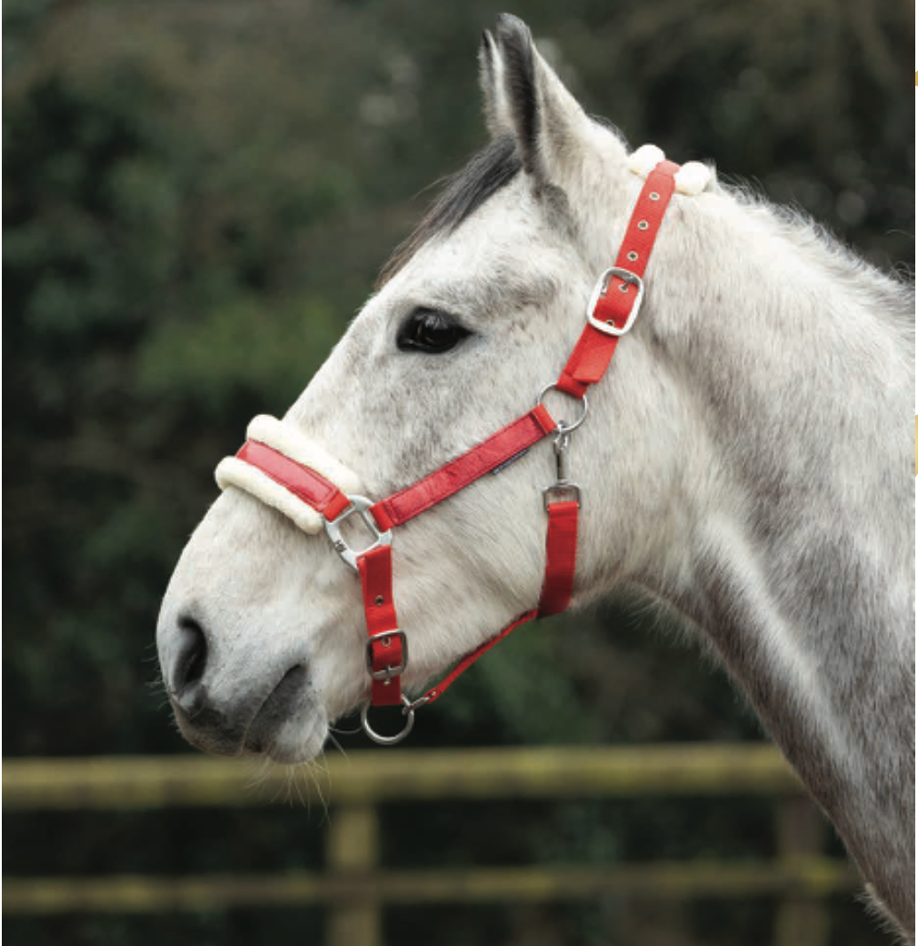Hy Equestrian Christmas Santa Head Collar