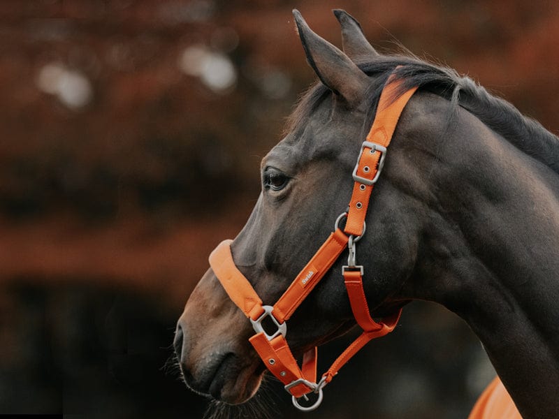 Swish Fleece Padded Head Collar - Orange