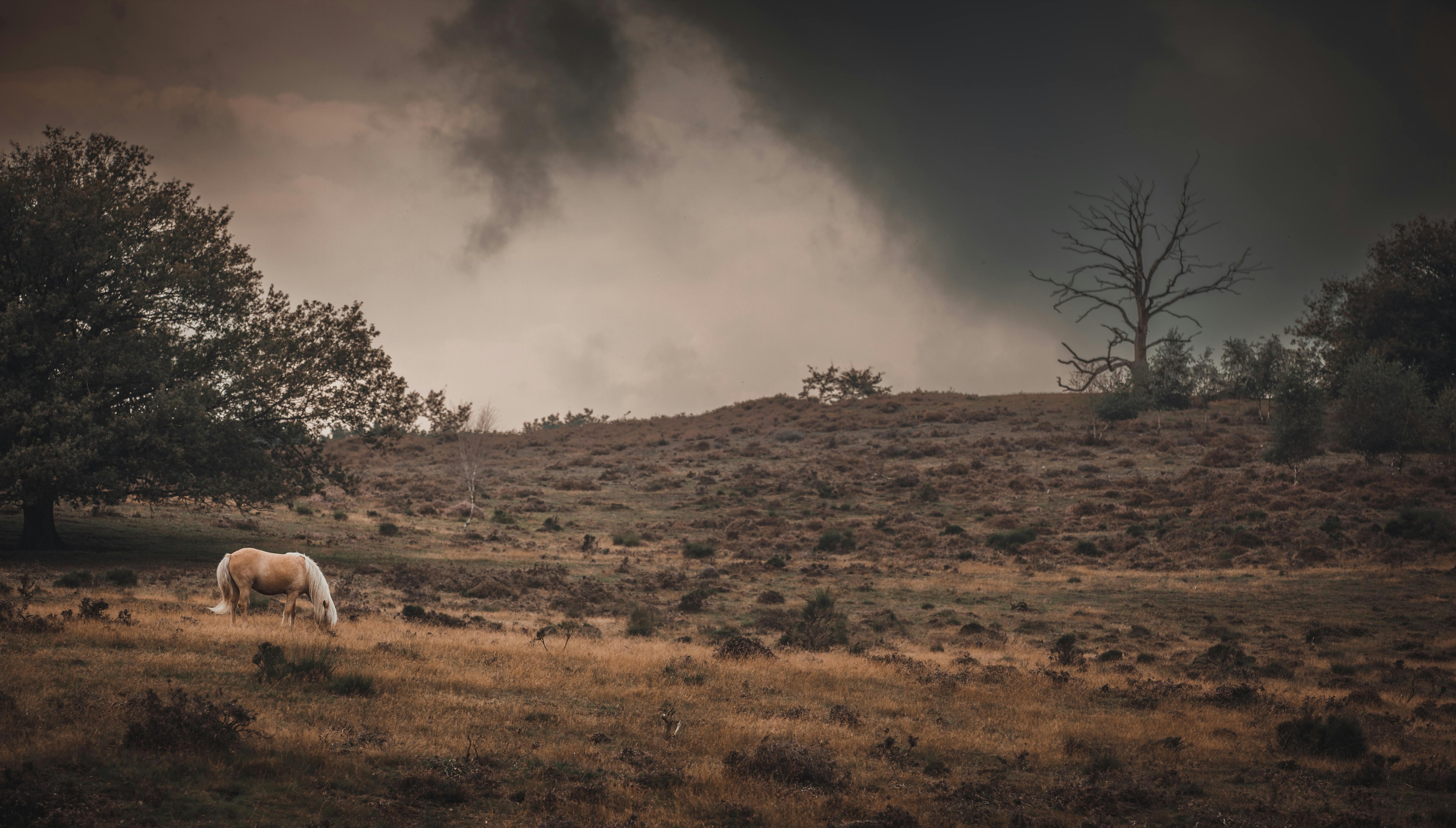 autumn palomino native pony in weather beaten landscape
